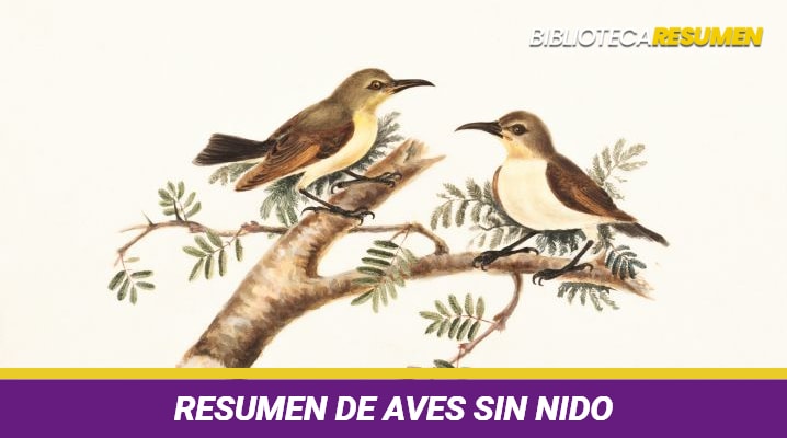 Resumen de Aves sin nido